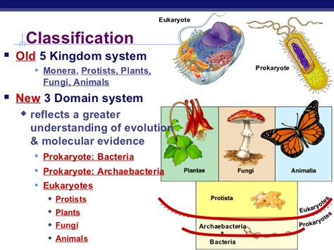 chapter  bacteria  archaea