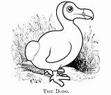 Dodo Coloring Pages Color Print Printable Sheet Animal Animals Gif Back sketch template