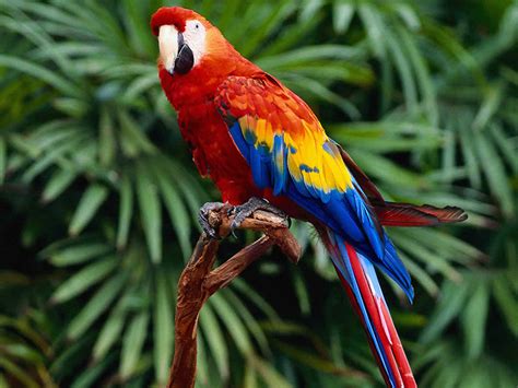 parrot einebinsenweisheit