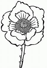 Poppy Flower Coloring Pages Drawing Line Sheets Colouring Poppies Clipart Printable Color Supercoloring Remembrance Easy Decoloring Kids Cliparts Gif sketch template