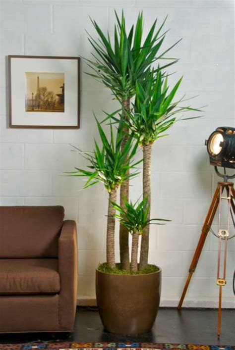 incorporating house plants   decor cozy  house