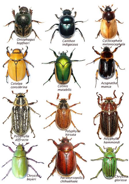 types of beetles and names