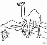 Deserto Camelo Camel Coloring sketch template