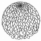 Chrysanthemum sketch template
