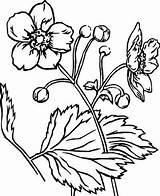 Flower Coloring Pages Flowers Nature Drawing Hearts Color Drawings Line Printable Adults Pumpkin Sampaguita Pic Animals Draw Sheets Print цветы sketch template