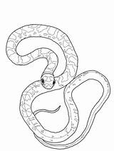 Snake Culebra Corredora Mamba Supercoloring Slang sketch template