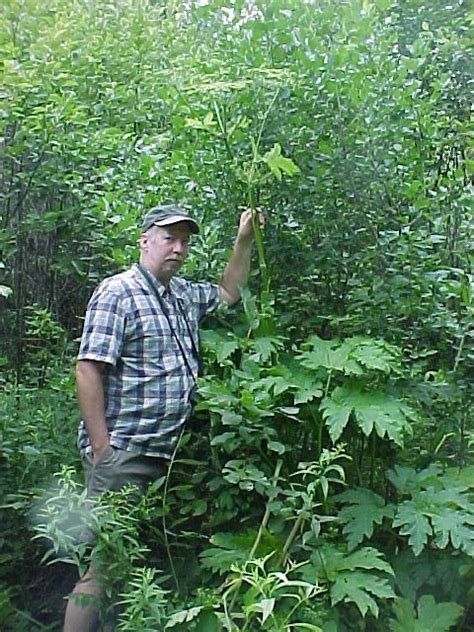 giant hogweed and lookalikes giant hogweed horticulture aph maine acf