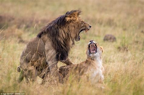 Photographer Captures Expressions On Lions Faces While Theyre Mating