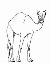 Camel Drawing Draw Simple Desert Drawings Camels Animal Sketches Cute Paintingvalley Animals Getdrawings Hopefully Choose Board Lesson sketch template