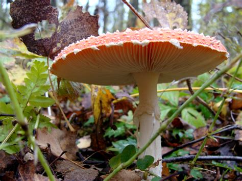 beauties russian mushroom facesit sex