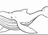 Whale Humpback Getcolorings sketch template