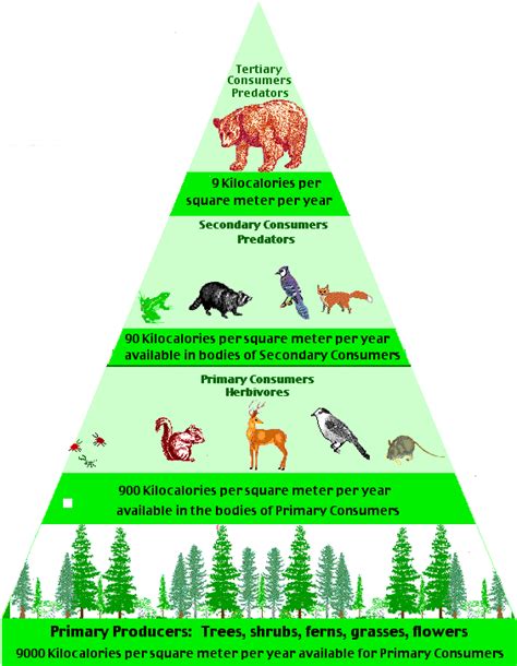 forest energy pyramid google search school stuff pinterest