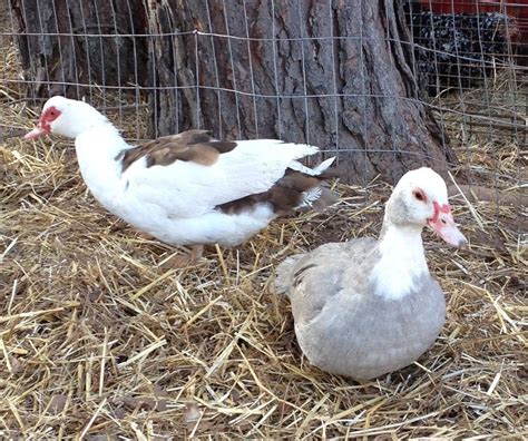 What Sex Are My 5 Months Old Muscovy Ducks