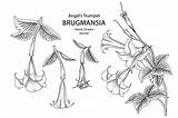 Trumpet Brugmansia sketch template