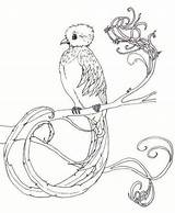 Quetzal Plumage Resplendent sketch template
