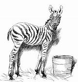 Zebra Sketch Stripes Without Coloring Template sketch template