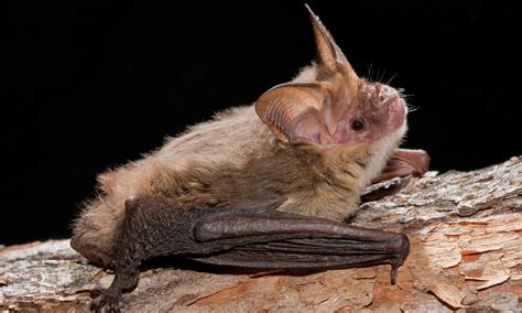 bats   bats