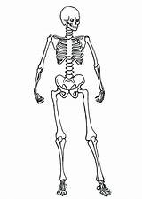 Skeleton Coloring Pages Human Skeletal Posing System Printable Color Kids Getcolorings Colorings sketch template