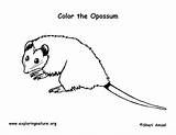 Coloring Opossum sketch template