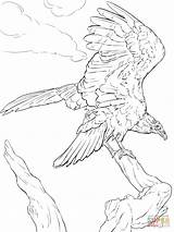 Coloring Vulture Turkey Pages Drawing Realistic Line Printable Drawings Getdrawings Getcolorings Color sketch template