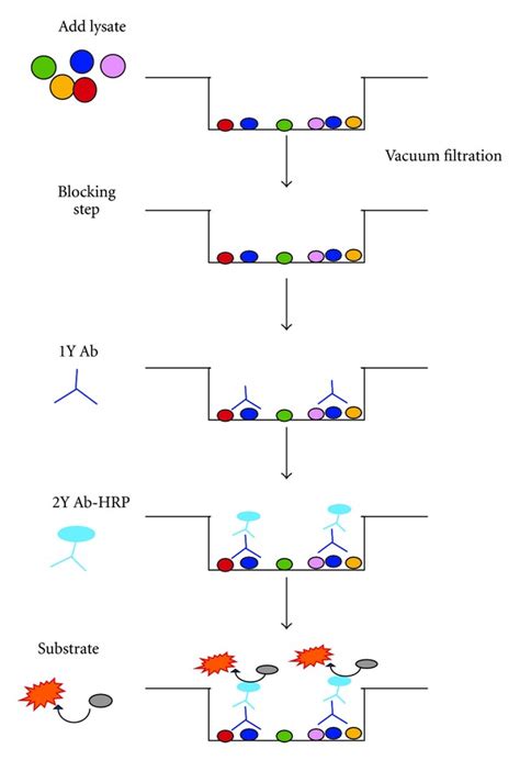 dot blot protocol depicted   diagram   assay    scientific diagram