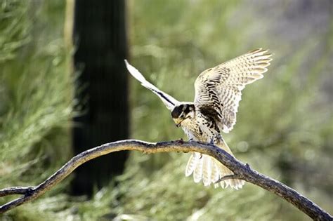 species  falcon  animals
