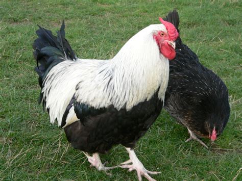 agen sabung ayam asal usul ayam dorking  karakteristiknya