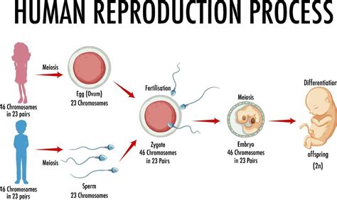 diagram showing human reproduction process  vector art  vecteezy