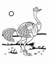 Ostrich Hungry Coloring Looking Food sketch template