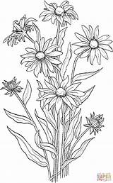Coloring Susan Eyed Pages Flower Flowers Rudbeckia Hirta Drawing Printable Drawings Supercoloring Clipart Wildflower Kids Crafts Snapdragon Gif Sketches Book sketch template