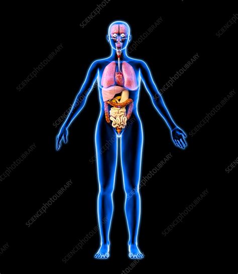 illustration of woman s internal organs human female internal organs