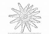 Crown Starfish Thorns Draw Drawing Thorn Step Coloring Search Starfishes Tutorials Drawingtutorials101 sketch template