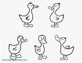 Ducks Little Duck Coloring Five Pages Clipart Drawing Wood Duckling Baby Kids Printable Color Print Ducklings Para Colorear Patos Getdrawings sketch template