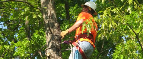 tree removal  tree trimming services hot springs arkansas retrieve  drone  tree trimming