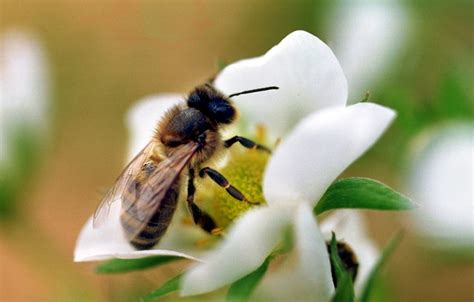 bijen hebben baat bij groenbemester