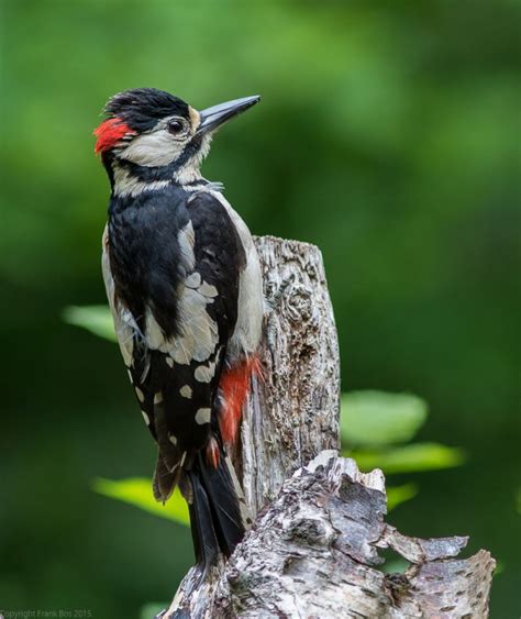 grote bonte specht vogels grote bonte specht spotted woodpecker bird nest beautiful birds