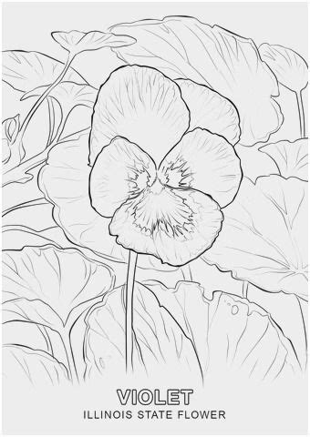 violet flower coloring page admirable viola flower drawing flower coloring pages flag