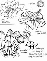 Chemistry Botany sketch template