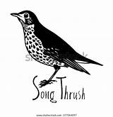 Thrush Song Singdrossel Zanglijster Schwarzweiss Rowan Bluebirds Pdf Witte sketch template