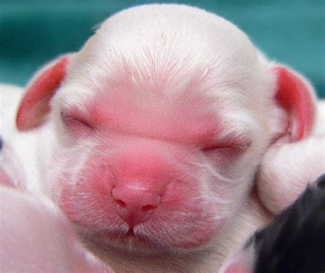 newborn puppies      hubpages