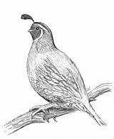Quail Drawing Coloring Awesome Color sketch template