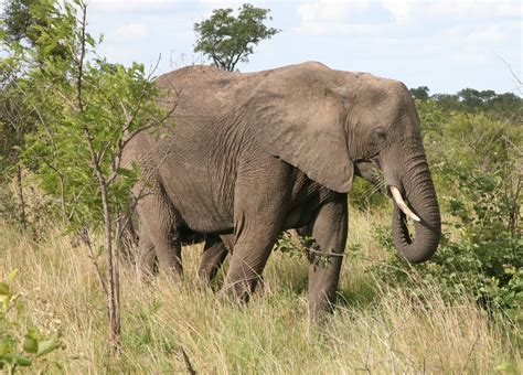 loxodonta africana  african bush elephant
