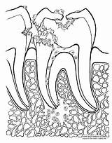 Dental Coloring Pages Kids sketch template