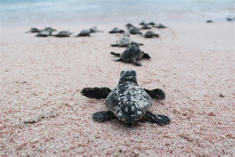 adopt  nest sea turtle conservation bonaire