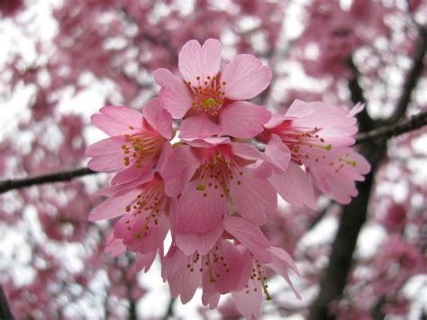 pretty  pink cherry blossoms