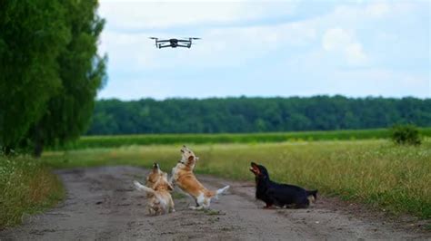 dogs jumping  flying drone dog playfully jumping    drone stock footage