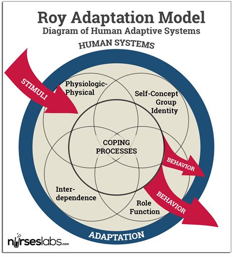 sister callista roy adaptation model  nursing nurseslabs