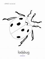 Tracing Ladybug Sheets Sheet Insects Pattern Homeschooling Patterns sketch template