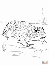 Frog Dart Frogs Salamander Getdrawings Coloringhome Anaxyrus sketch template