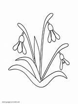 Snowdrop Snowdrops Designlooter sketch template